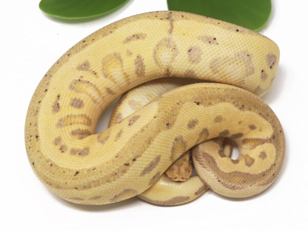 Banana Clown Leopard (Male)