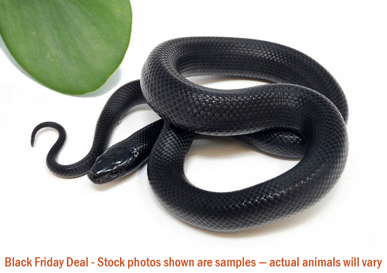Mexican Black Kingsnake (Female) — Black Friday Special - Image 2