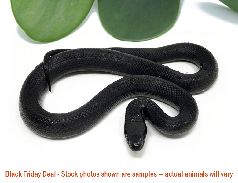 Mexican Black Kingsnake (Female) — Black Friday Special - Image 3