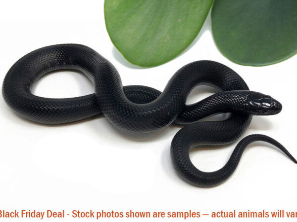 Mexican Black Kingsnake (Female) — Black Friday Special