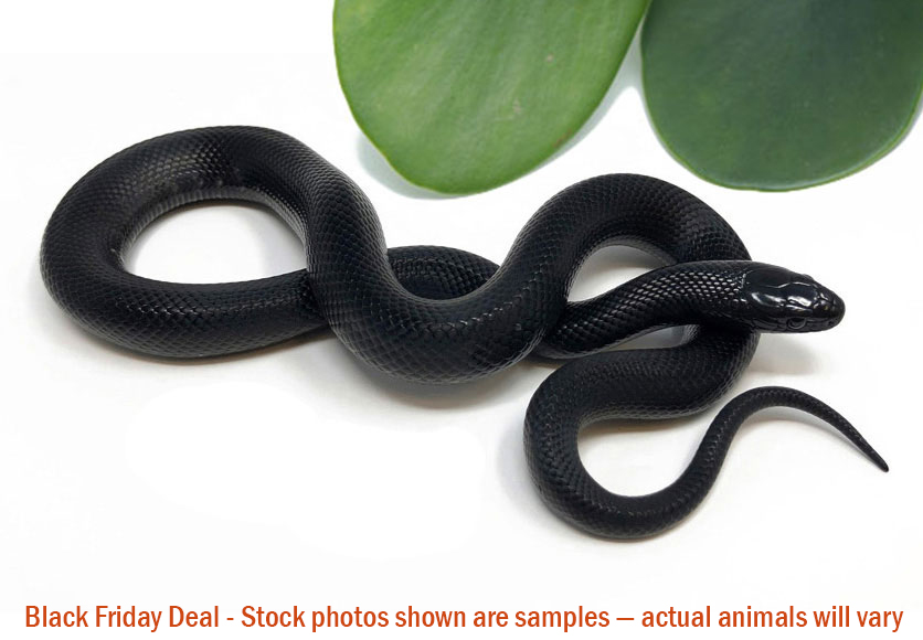 Mexican Black Kingsnake (Female) — Black Friday Special