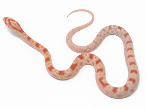 Reverse Okeetee Corn Snake (Male)