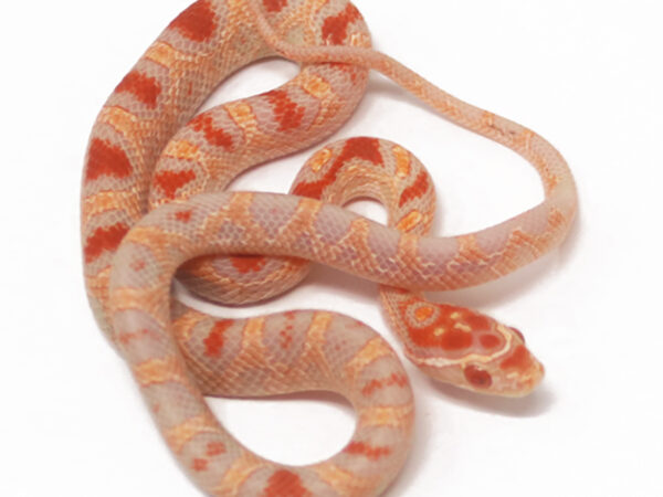 Reverse Okeetee Corn Snake (Female)