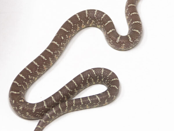 Peanut Butter Florida Kingsnake (Female)
