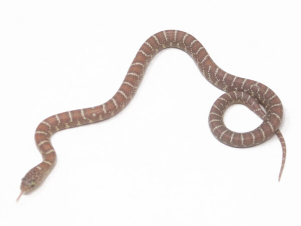 Jelly Florida Kingsnake (Female)