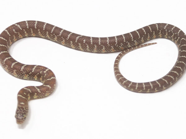 Peanut Butter Florida Kingsnake (Female)