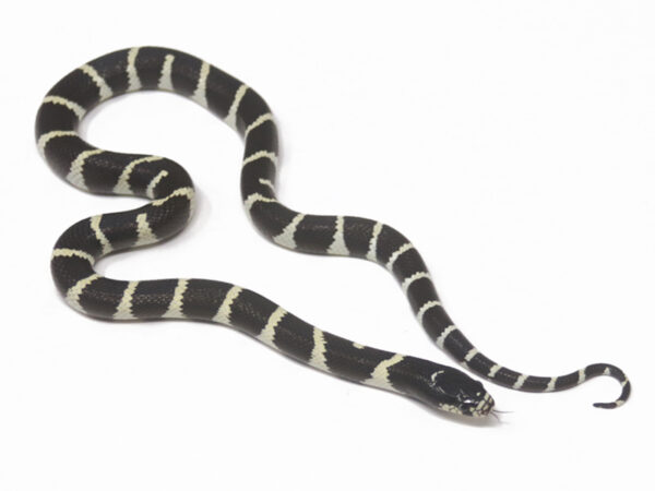 Desert California Kingsnake (Female)