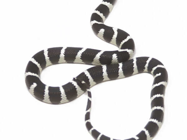 Desert California Kingsnake (Female)