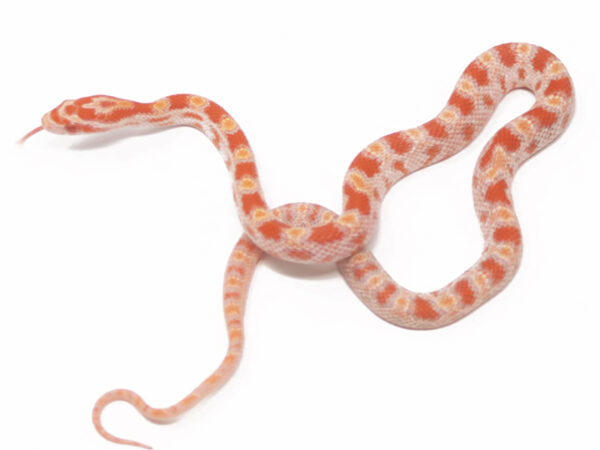 Reverse Okeetee Corn Snake (Male)