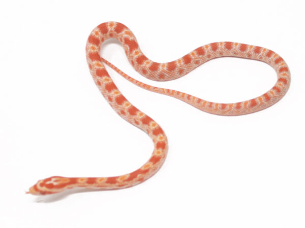 Amel Corn Snake (Female)