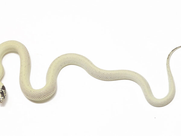 Banana California Kingsnake (Male)