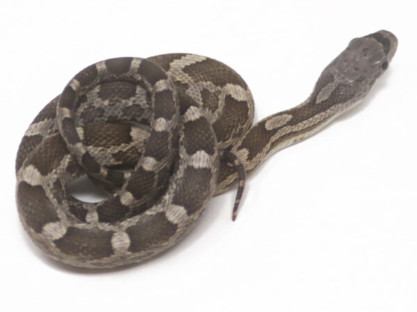 Texas Rat Snake (Male)