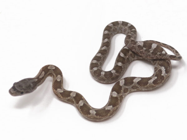 Texas Rat Snake (Female)