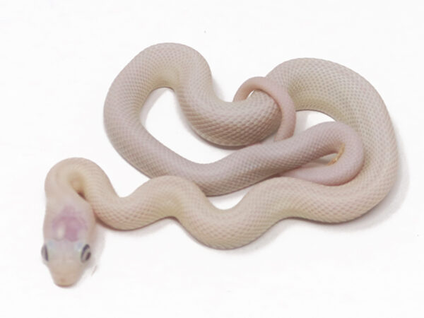 Leucistic Texas Rat Snake (Male)