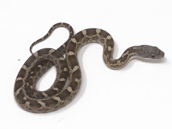 Texas Rat Snake (Female)
