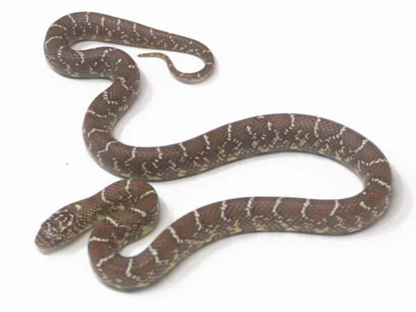 Peanut Butter Florida Kingsnake (Female)