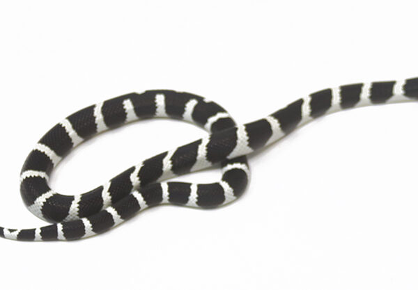 Desert California Kingsnake (Female)