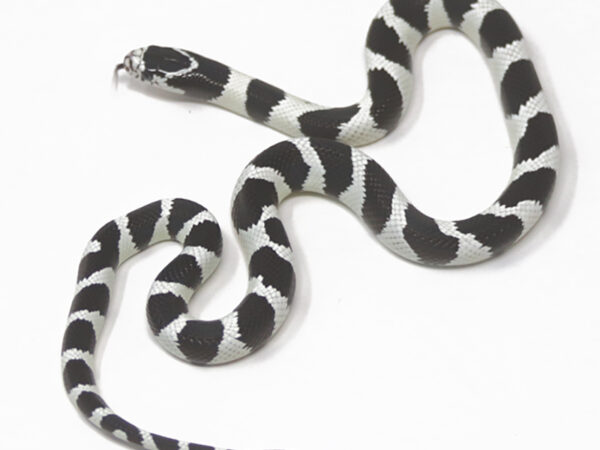 50/50 California Kingsnake (Female)