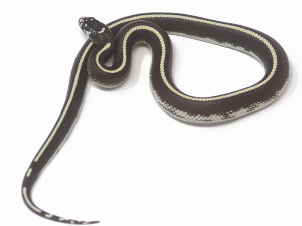 Desert Stripe California Kingsnake (Female)