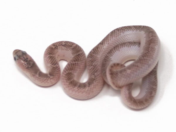 Anery Whiteside Florida Kingsnake (Female)