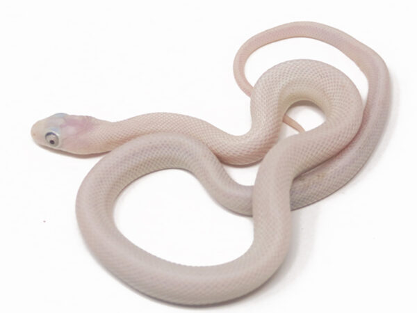 Leucistic Texas Rat Snake (Male)