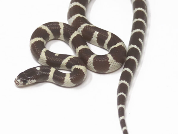 California Kingsnake (Female)
