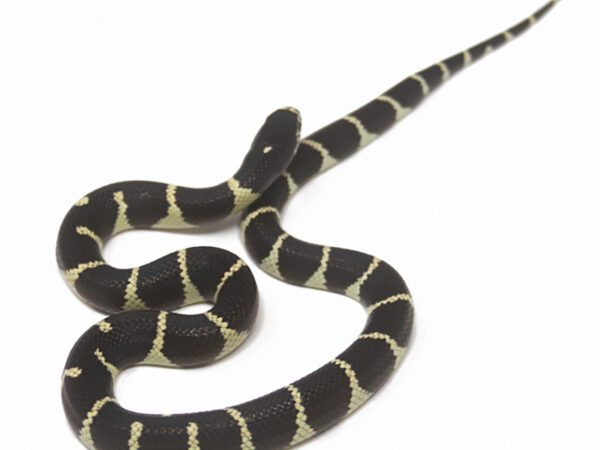 California Kingsnake (Female)