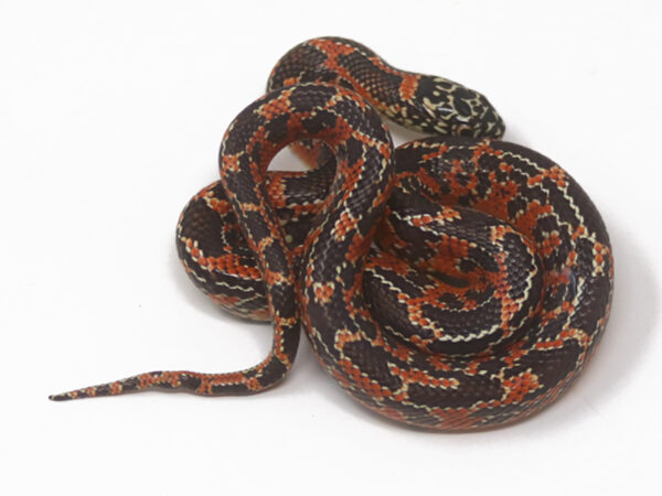 Red Mosaic Florida Kingsnake (Male)