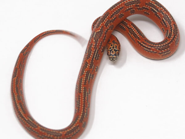 Hypo Mosaic Florida Kingsnake (Female)