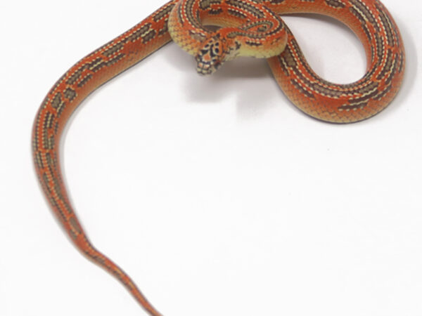 Hypo Mosaic Florida Kingsnake (Female)