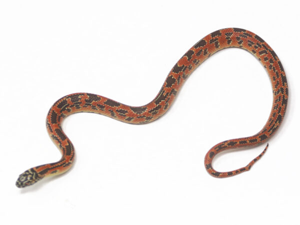 Red Mosaic Florida Kingsnake (Male)