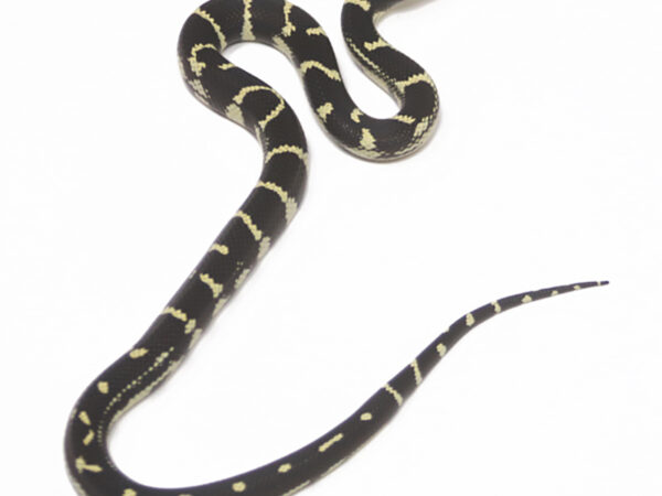 Aberrant California Kingsnake (Male)
