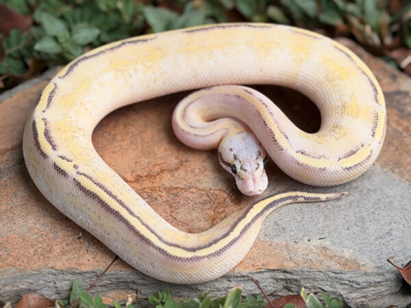 Highway Pastel (Female)