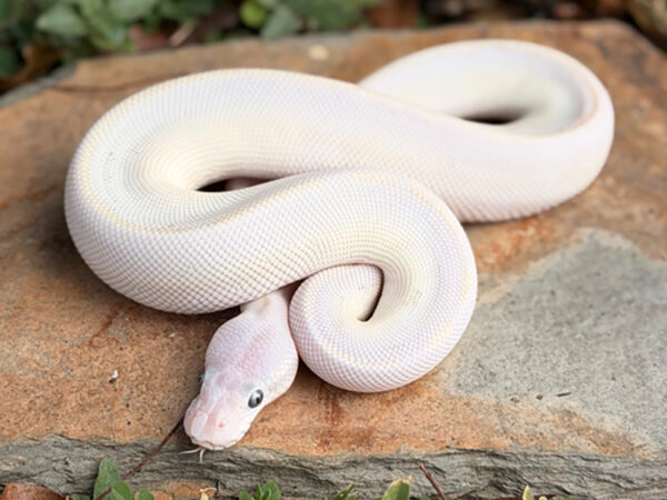 Blue Eye Leucistic (Male)