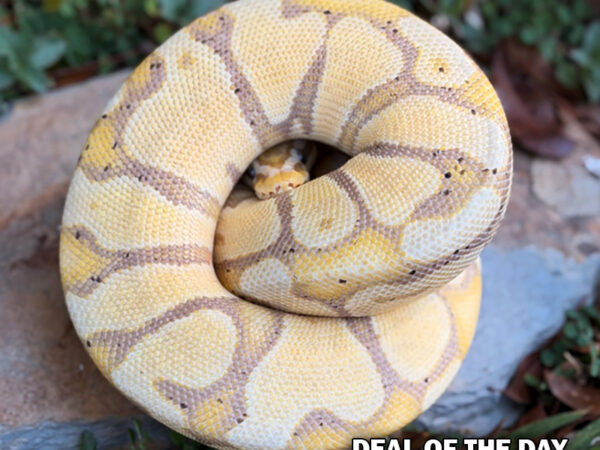 Banana Pastel (Female)