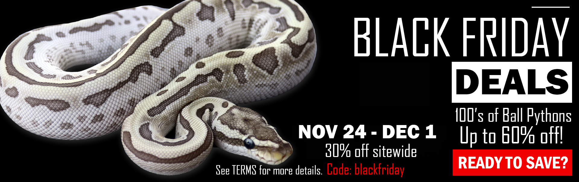 blackfridaybanner-copy Ball Pythons and other Reptiles for sale