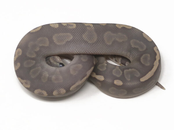 GHI Cinnamon Ghost (Male)