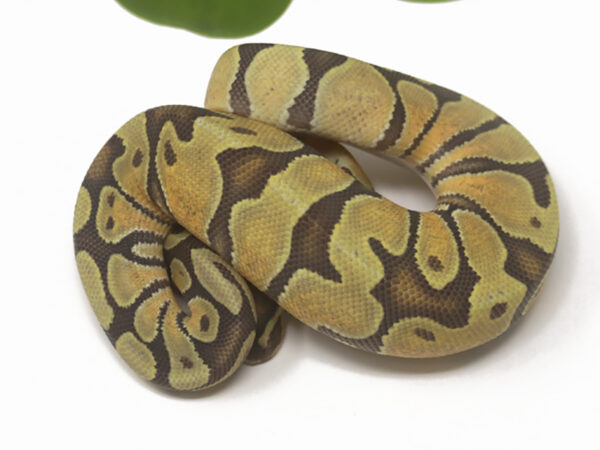 Enchi Ghost (Female)