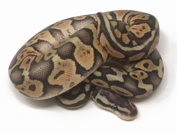 GHI Super Pastel (Female)