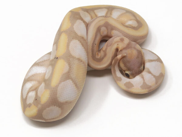 Banana Enchi Calico (Male)