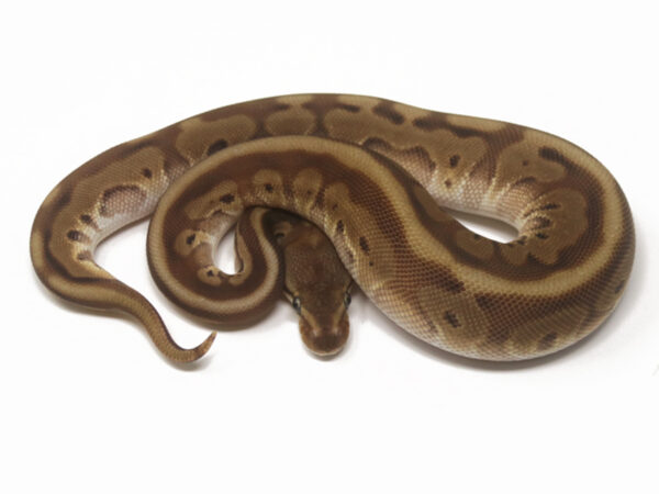HGW Mojave Enchi (Female)