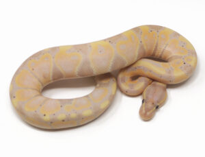 19-15C-Banana_2026-300x229 19-15C Banana_2026