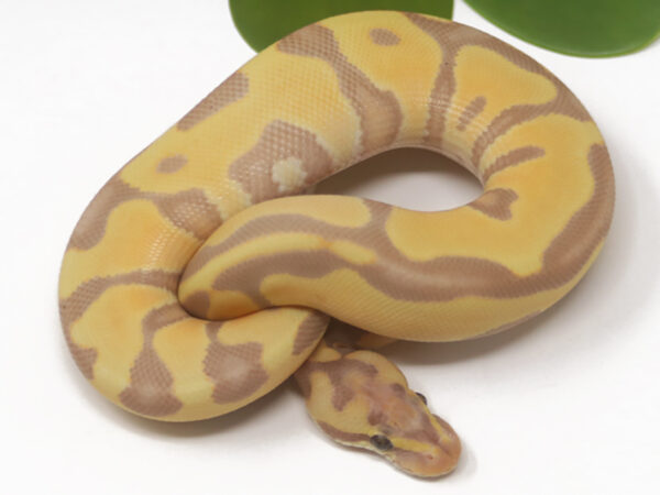 Banana Enchi Spotnose (Male)