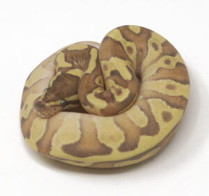 19-17A-Moochie-Fire_2026-300x282 19-17A Moochie Fire_2026