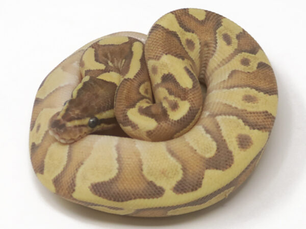 Moochie Fire (Female)