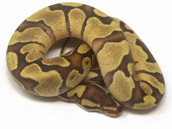 Fire Enchi (Female)