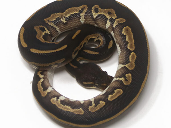 Blackhead Mojave (Male)