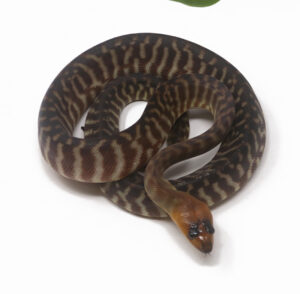 2-1B-Woma-Python_2026-300x294 2-1B Woma Python_2026