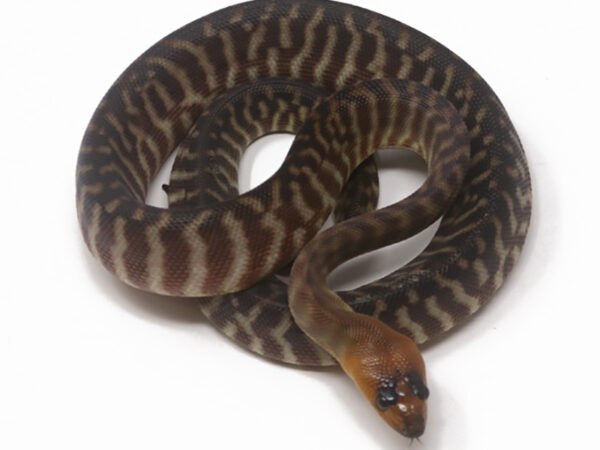 Woma Python (Female)