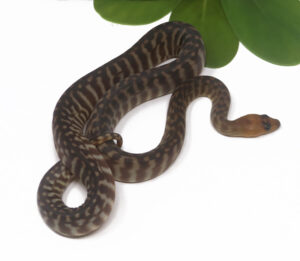 2-2C-Woma-Python_2026-300x261 2-2C Woma Python_2026